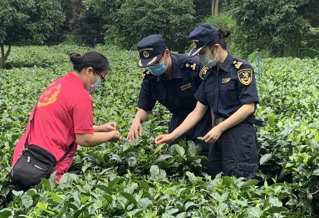 茶葉出口需要辦理什么手續(xù)？